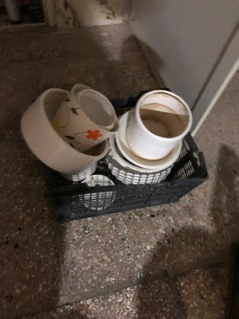 گلدان|گل و گیاه طبیعی|مشهد, کوثر|دیوار