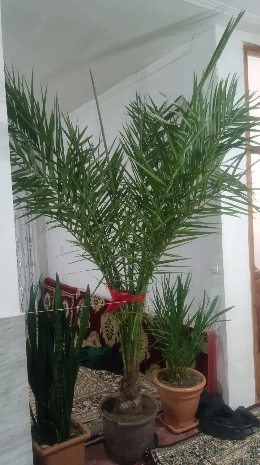 نخل خرما و گل درختی طبیعی|گل و گیاه طبیعی|ثمرین, |دیوار