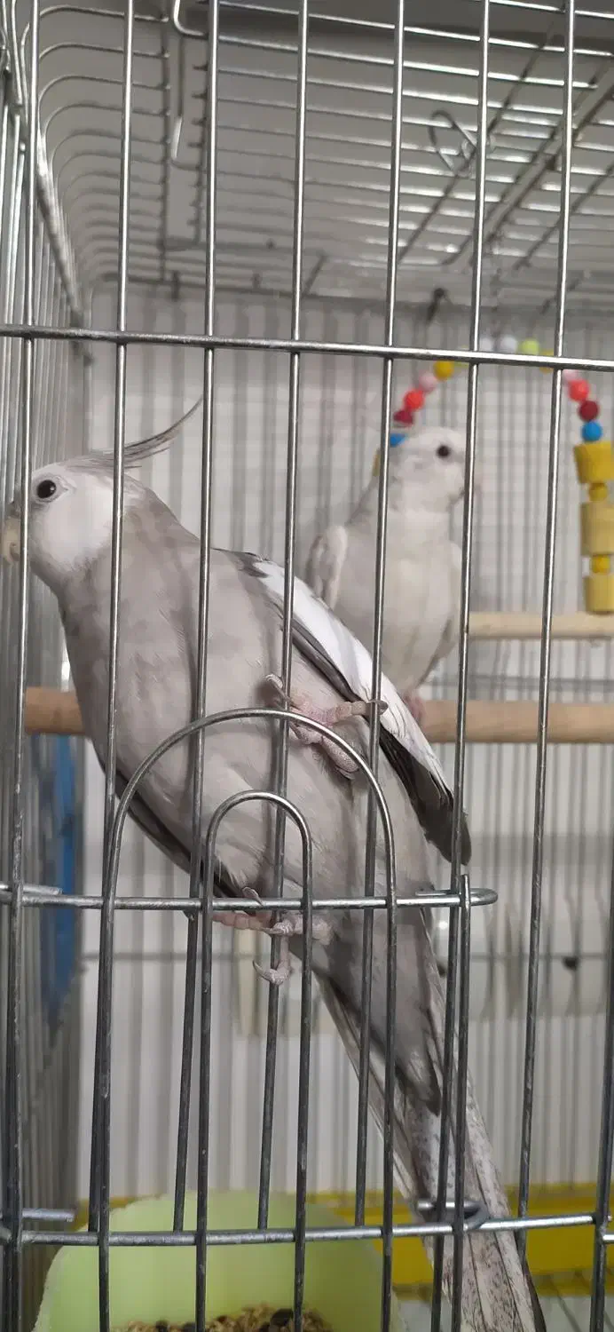 مرغ عشق|پرنده|پاوه, |دیوار