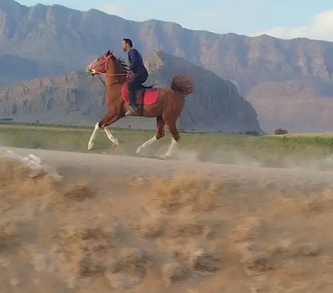 مادیان دره شور همراه کره|اسب و تجهیزات اسبسواری|بیضا, |دیوار