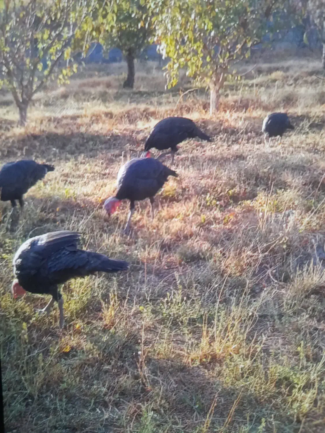 بوقلمون برنز،ماده|حیوانات مزرعه|ارومیه, |دیوار