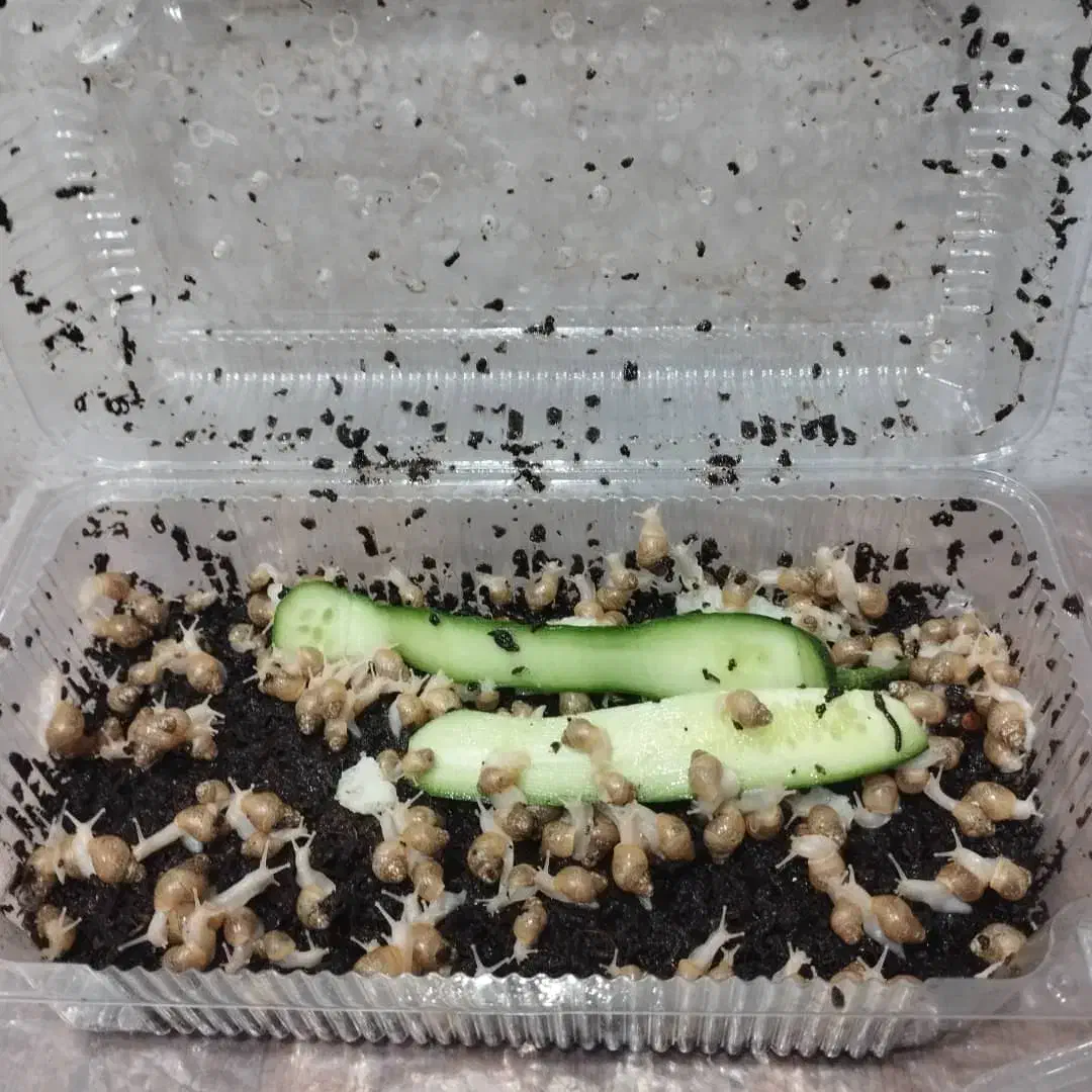 حلزون مولد با جوجه|خزنده|یزد, |دیوار