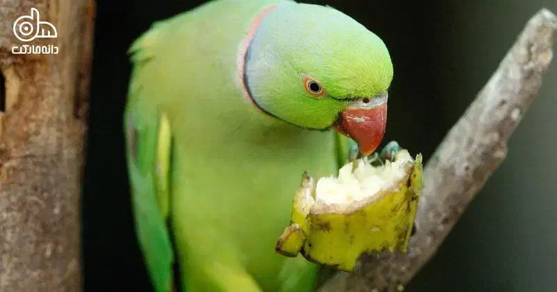 پرنده ملنگو|پرنده|املش, |دیوار