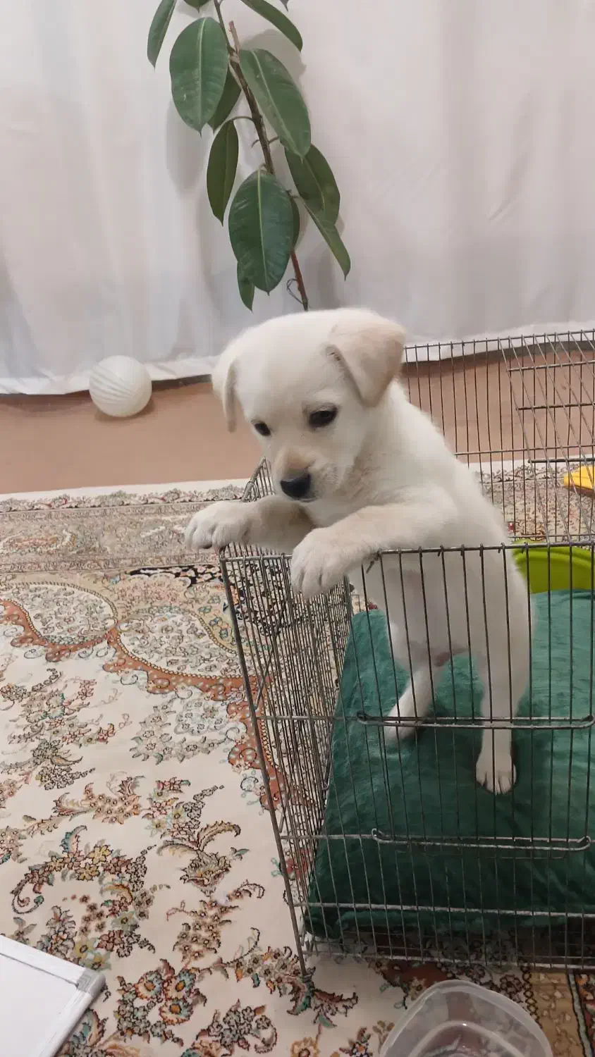 سگ واگذاری|سگ|قم, باغ شریفی|دیوار