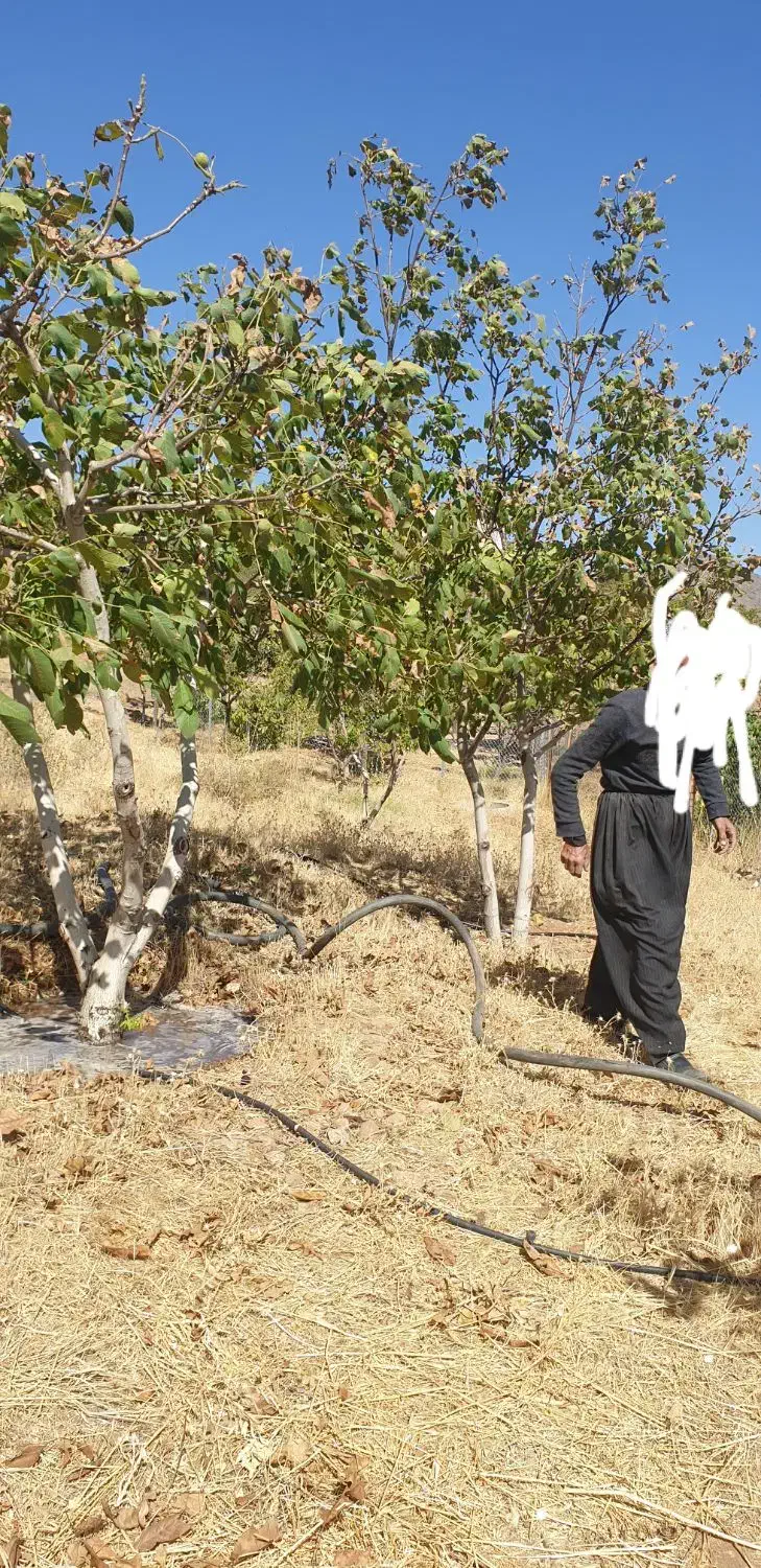 باغ در مسیر سورین|فروش زمین و ملک کلنگی|ننور, |دیوار