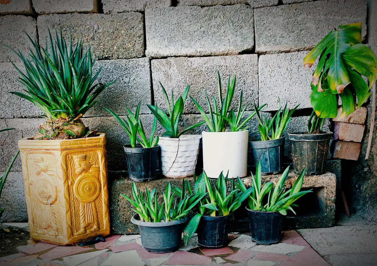 گل و گیاه قلمه گل اناناسی|گل و گیاه طبیعی|کهنوج, |دیوار