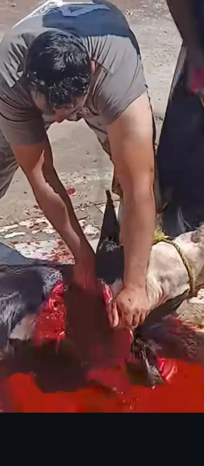 قصاب سیار|خدمات پیشه و مهارت|شیروان (خراسان), |دیوار