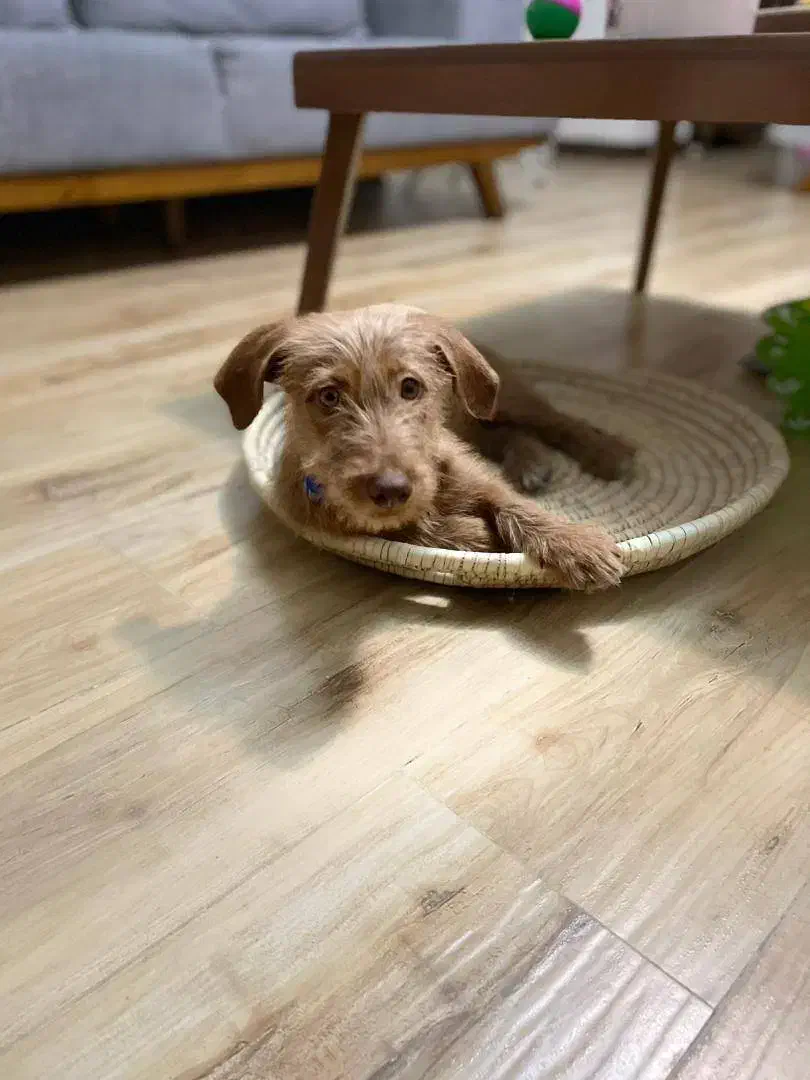 واگذاری|سگ|کرج, فاز ۲ مهرشهر|دیوار