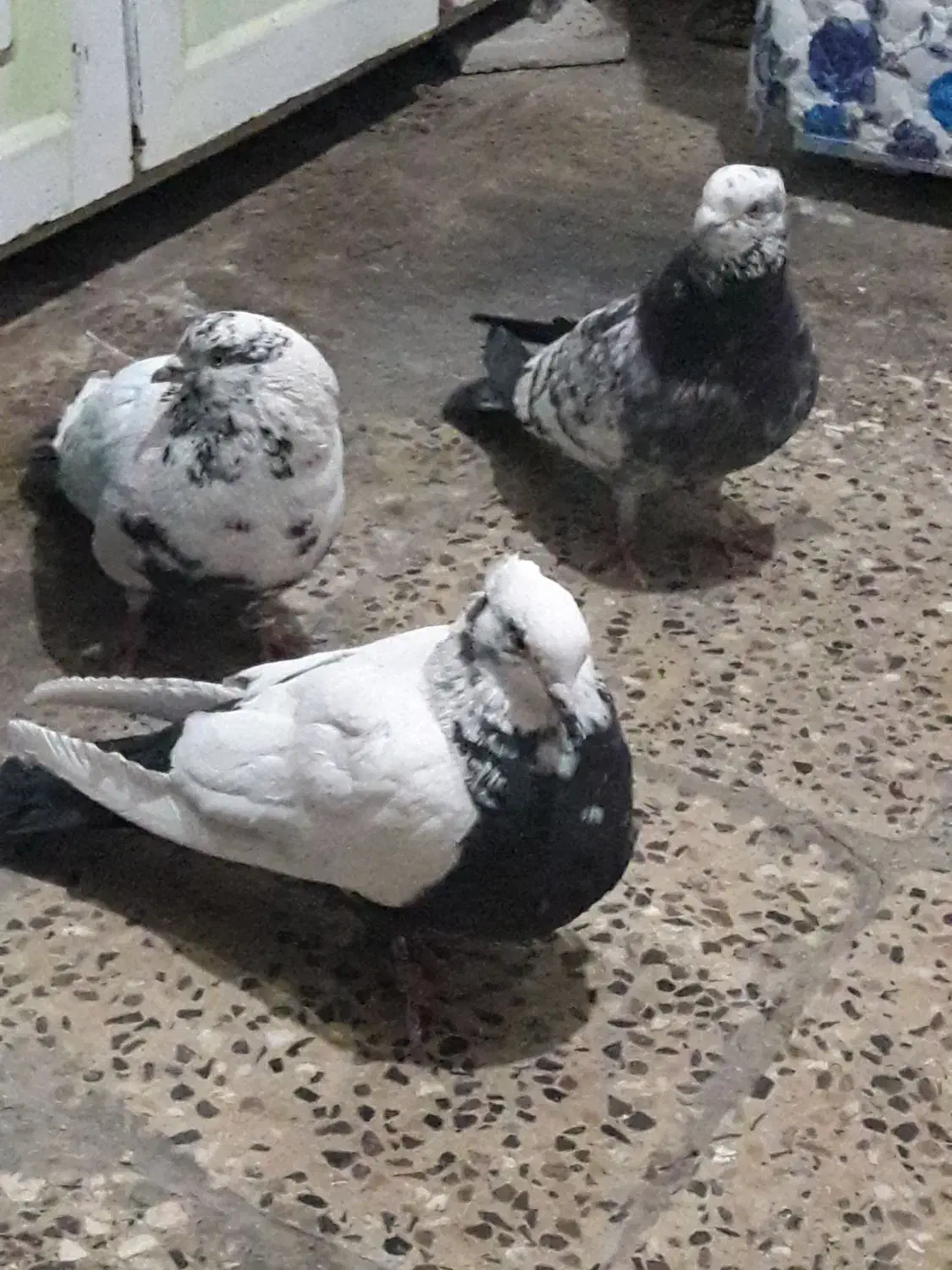 چندعددکبوتر|پرنده|ایلام, |دیوار