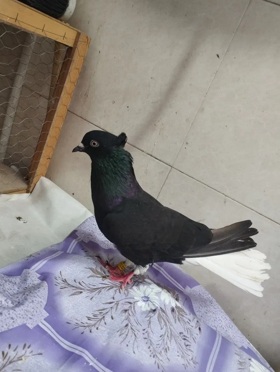 اشعل ماده|پرنده|باوی, |دیوار