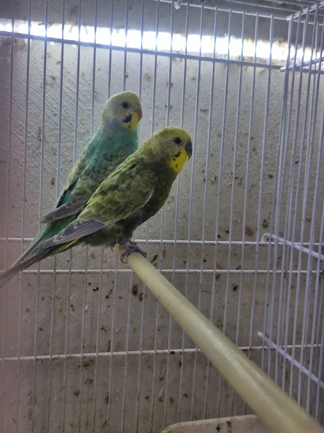 مرغ عشق رینبو|پرنده|قشم, |دیوار