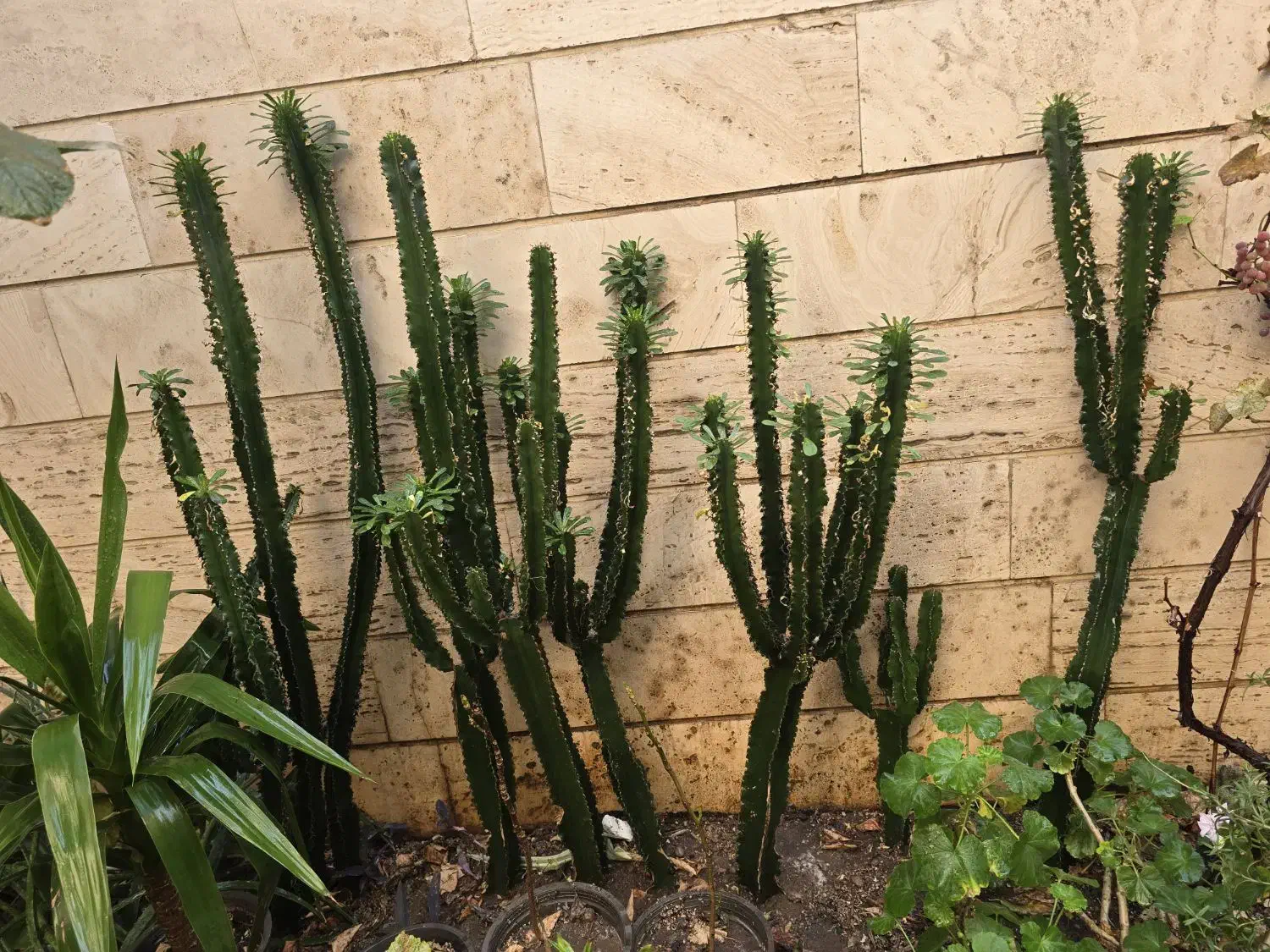 افوربیا چند سر|گل و گیاه طبیعی|تهران, سلسبیل شمالی|دیوار