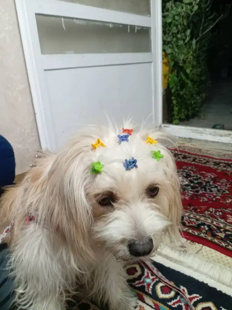 سگ فانتزی|سگ|مرودشت, ابوذر جنوبی|دیوار