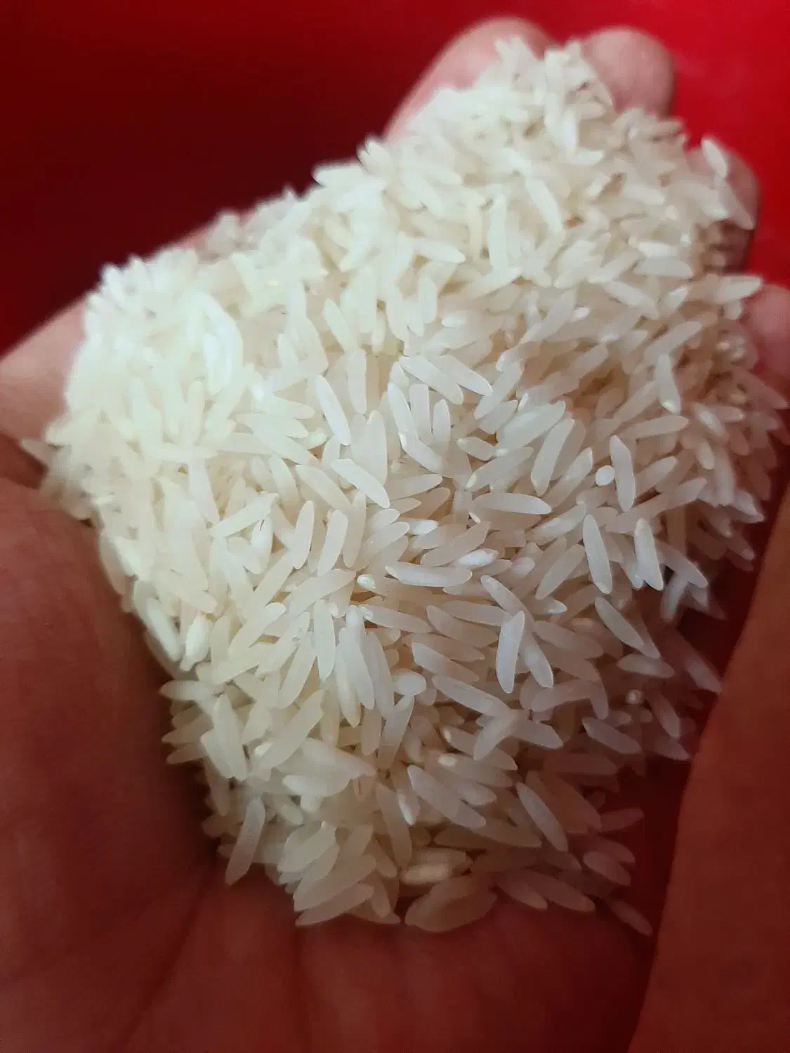 برنج فجر سوزنی سورت شده|خوردنی و آشامیدنی|گرگان, |دیوار