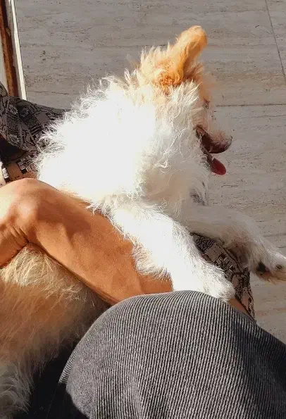 سگ شیتزو تریر|سگ|مرودشت, استادیوم‎|دیوار