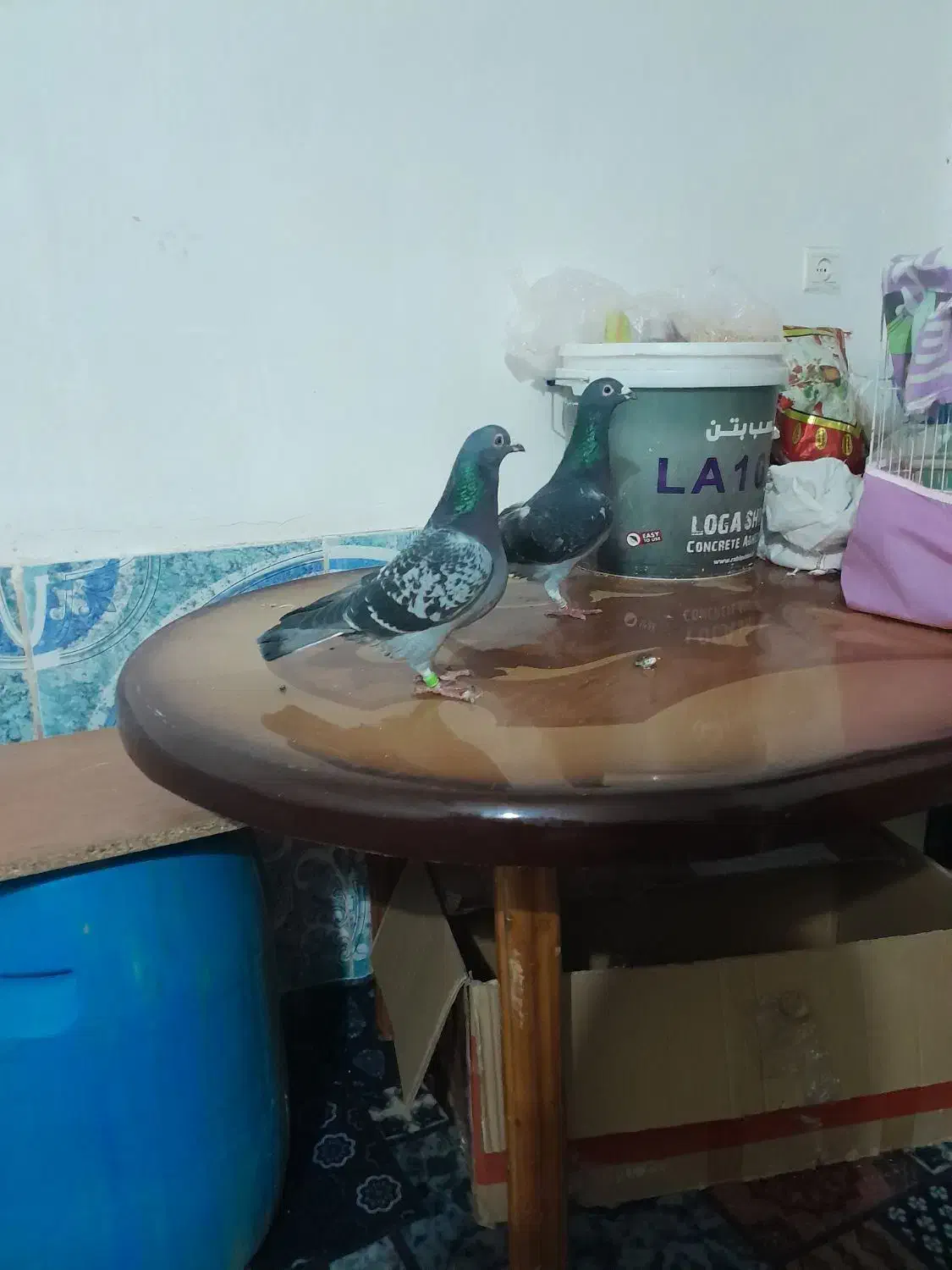 کبوتر رنگی ریش و مسافتی اهوازی چاپی وانروی اردن|پرنده|گرگان, |دیوار