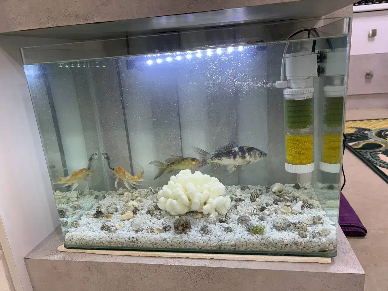 آکواریوم شرکتی|ماهی|تربت جام, مسکن مهر|دیوار