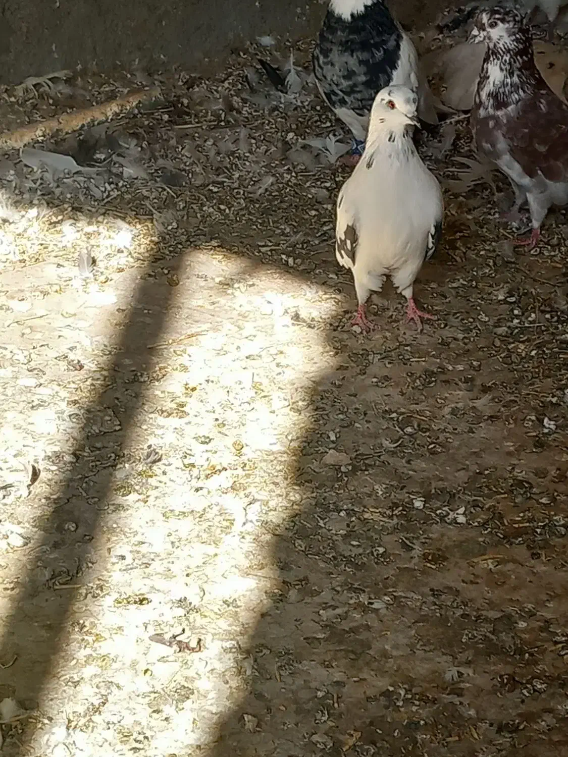 کبوتر تهرانی|پرنده|فیروزآباد, |دیوار