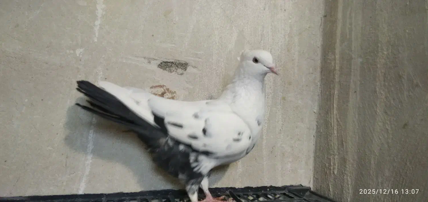 کبوتر ماده دم سیاه|پرنده|روانسر, |دیوار