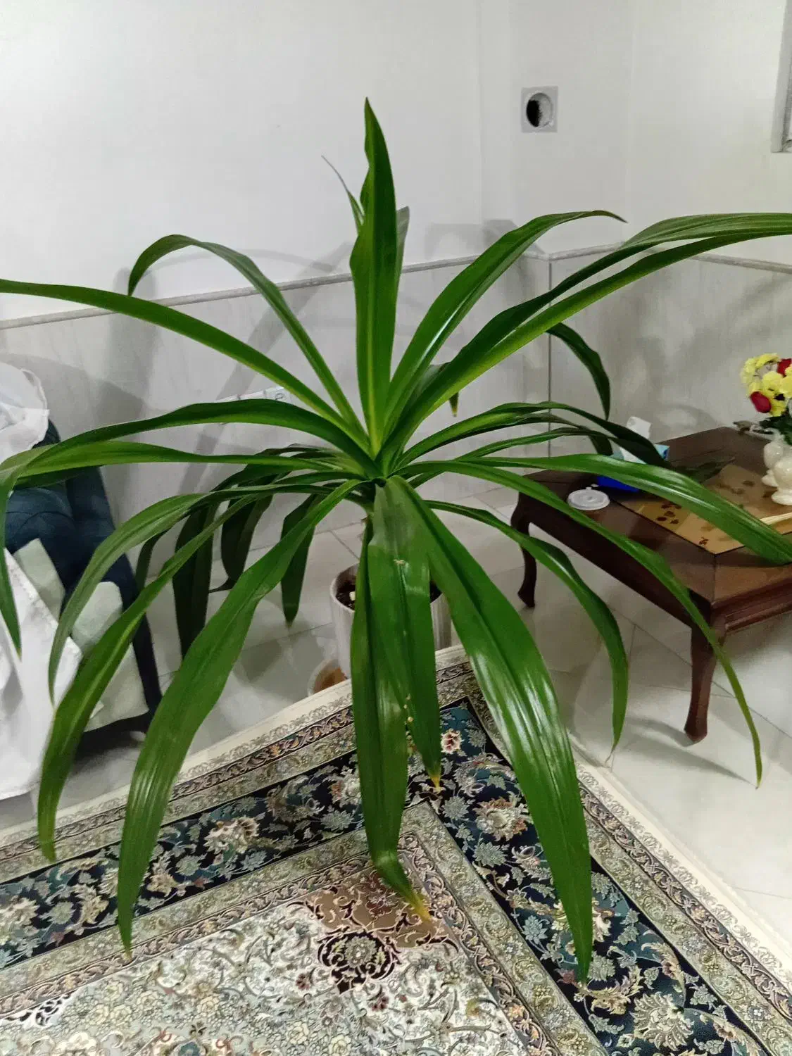 گل طبیعی|گل و گیاه طبیعی|نیشابور, مازول|دیوار