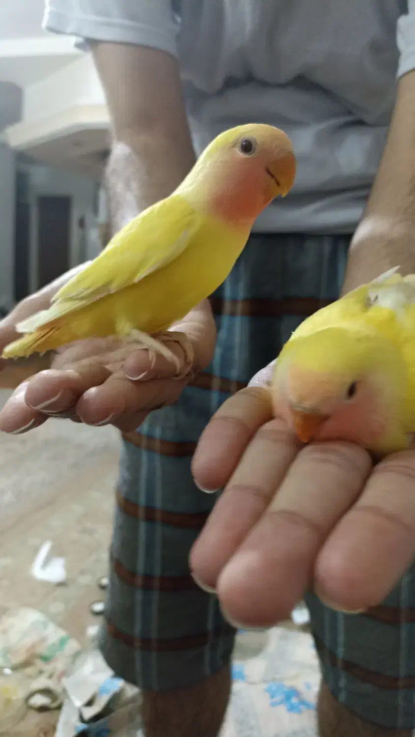 ی جفت طوطی کوتوله.|پرنده|هشتگرد, هشتگرد قدیم|دیوار