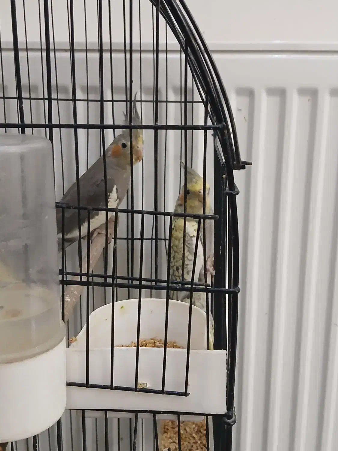 عروس هلندی|پرنده|قائمشهر, |دیوار