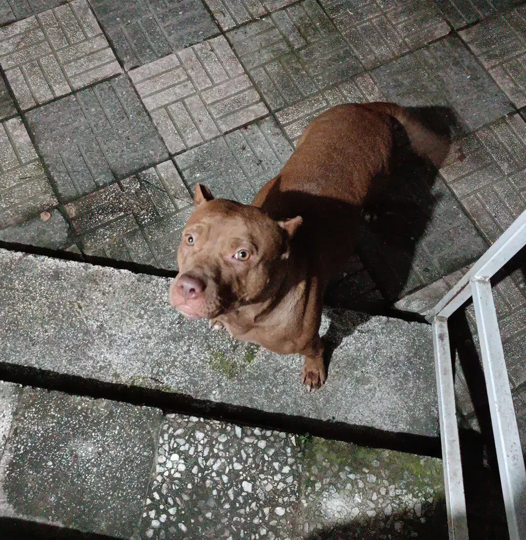 فروش سگ|سگ|چالوس, |دیوار