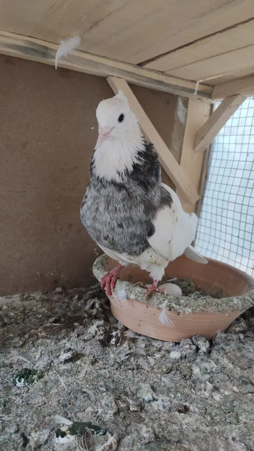 طوقی|پرنده|قم, انسجام|دیوار