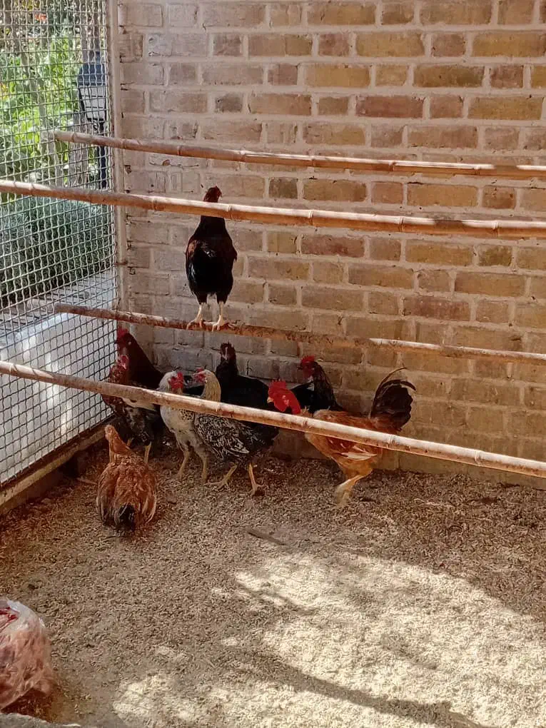 فروش ۱۰عدد خروس بالغ|حیوانات مزرعه|صفادشت, |دیوار