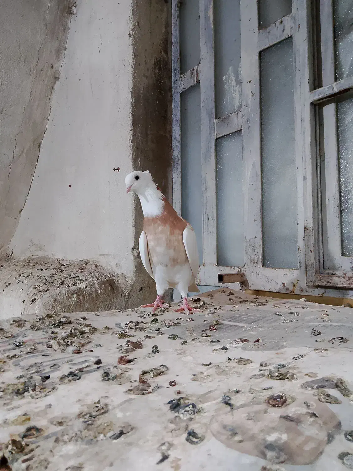 دو عدد ماده طوقی درجه یک|پرنده|اهواز, کمپلو شمالی|دیوار