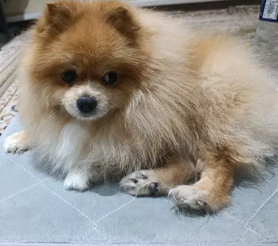 سگ پامر خرسی|سگ|ری, دولت‌آباد|دیوار