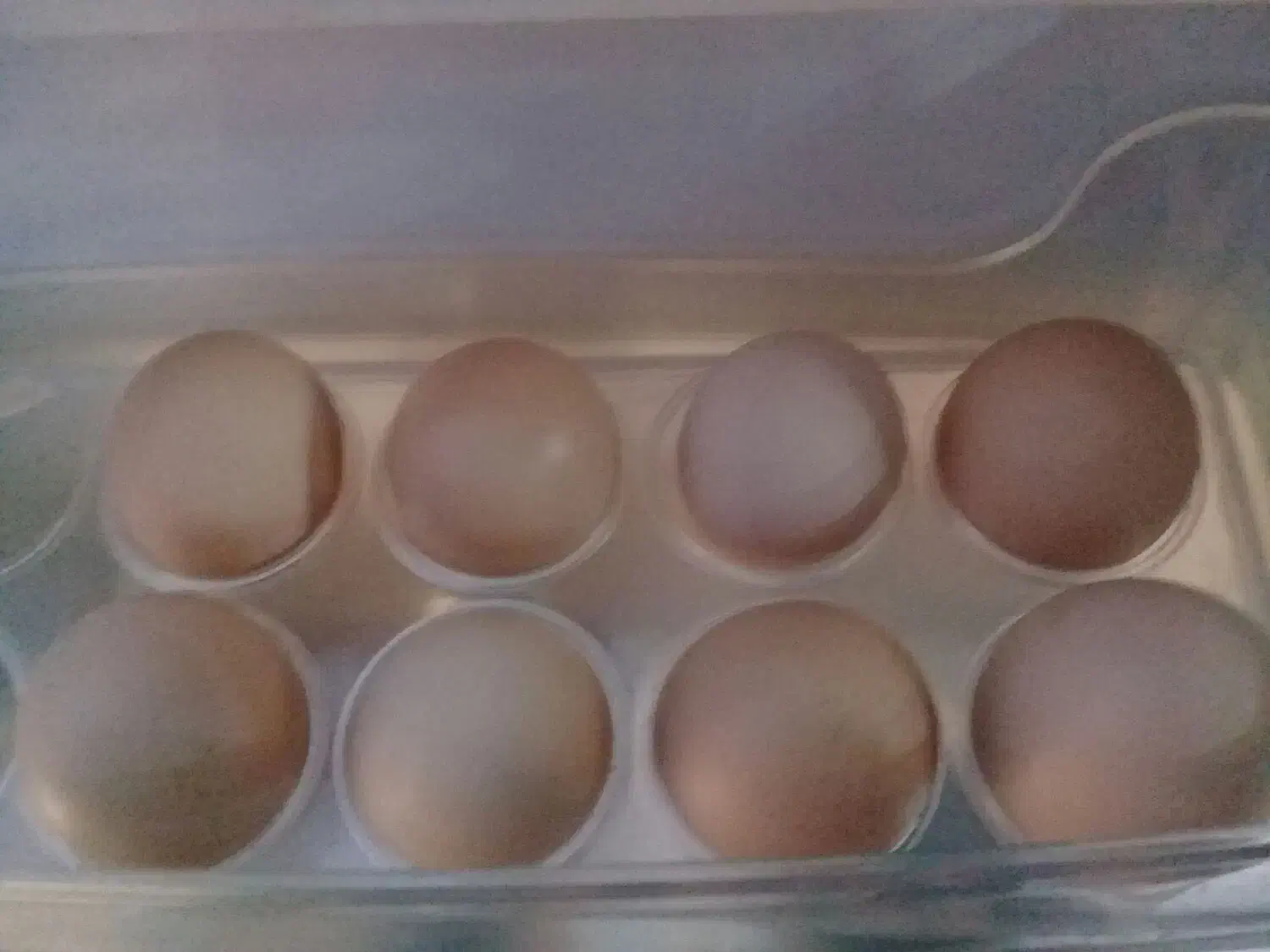 تخم مرغ بومی خانگی|خوردنی و آشامیدنی|اصفهان, شمس آباد|دیوار