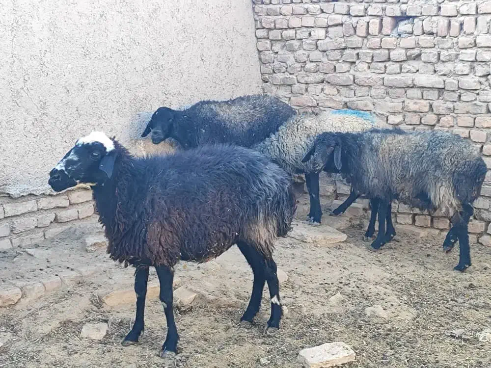 فروش ۴عدد|حیوانات مزرعه|جوادآباد, |دیوار