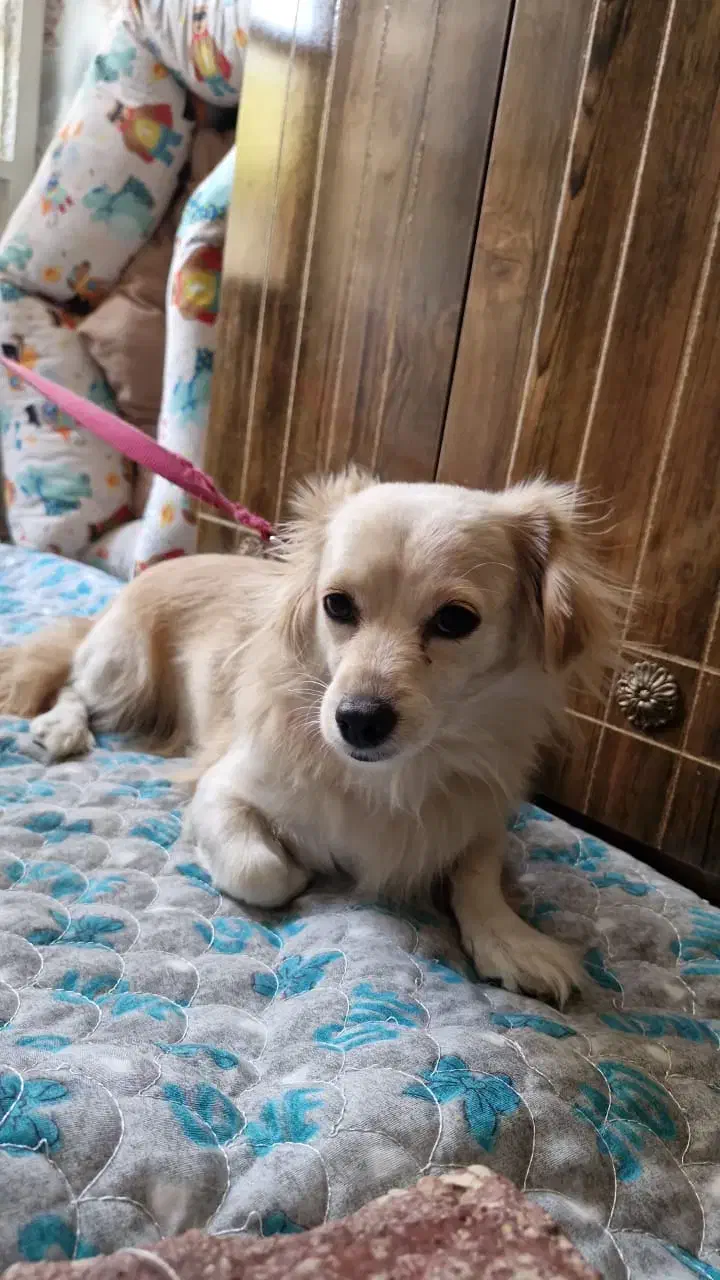 واگذاری سگ اشپیتز|سگ|شیراز, سعدیه شمالی|دیوار