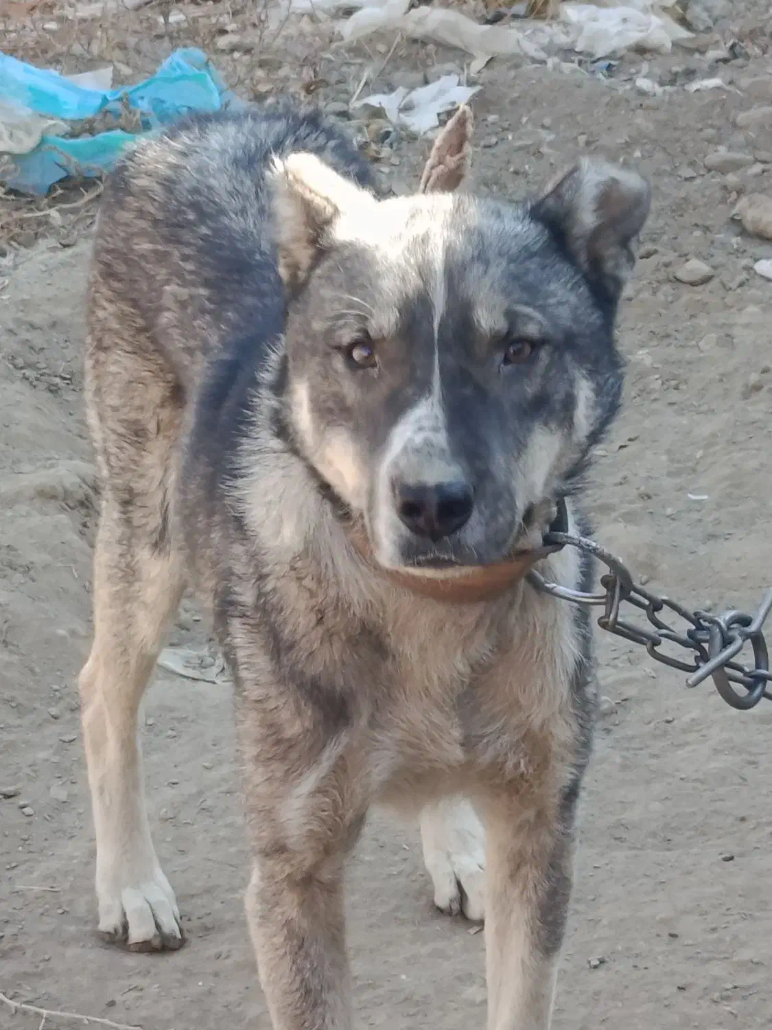 سگ سرابی نژاد دار|سگ|ملایر, |دیوار