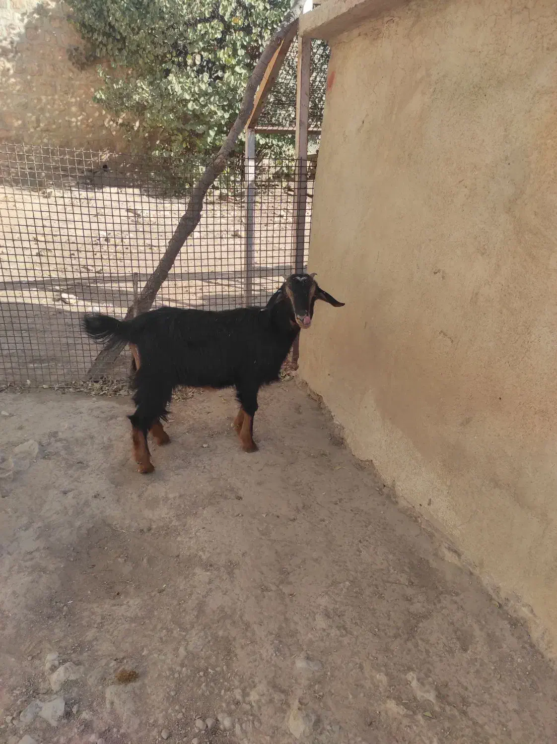 بز و بزغاله|حیوانات مزرعه|ایوان, |دیوار