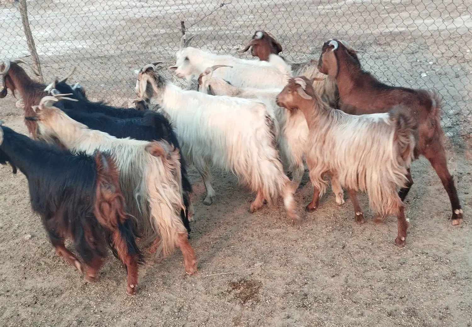 ۵ بزوبی|حیوانات مزرعه|پلدختر, |دیوار