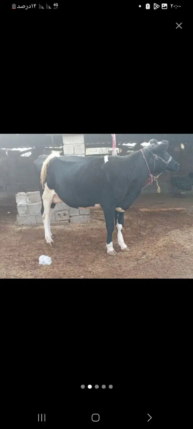 گاو هلشتان شیری|حیوانات مزرعه|آق قلا, |دیوار