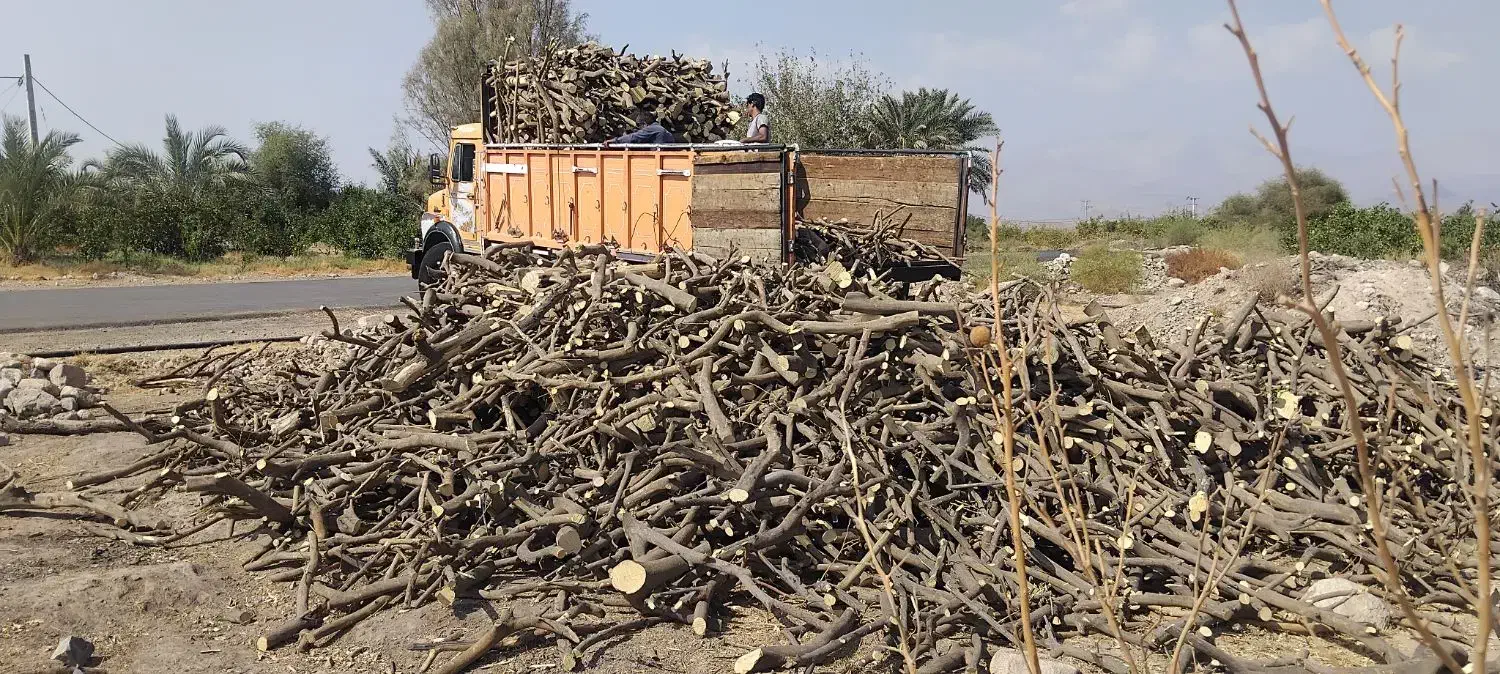 خرید چوب|خدمات باغبانی و درختکاری|عنبرآباد, |دیوار