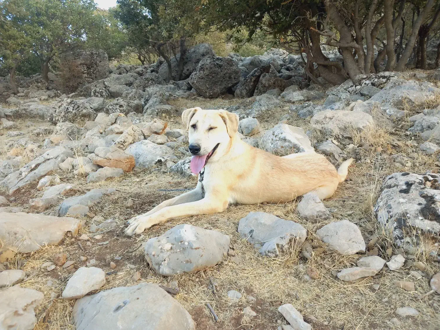 واگذاری سگ پژدر دهن پاک کشیده بگیر و با وفا|سگ|گیلان غرب, |دیوار