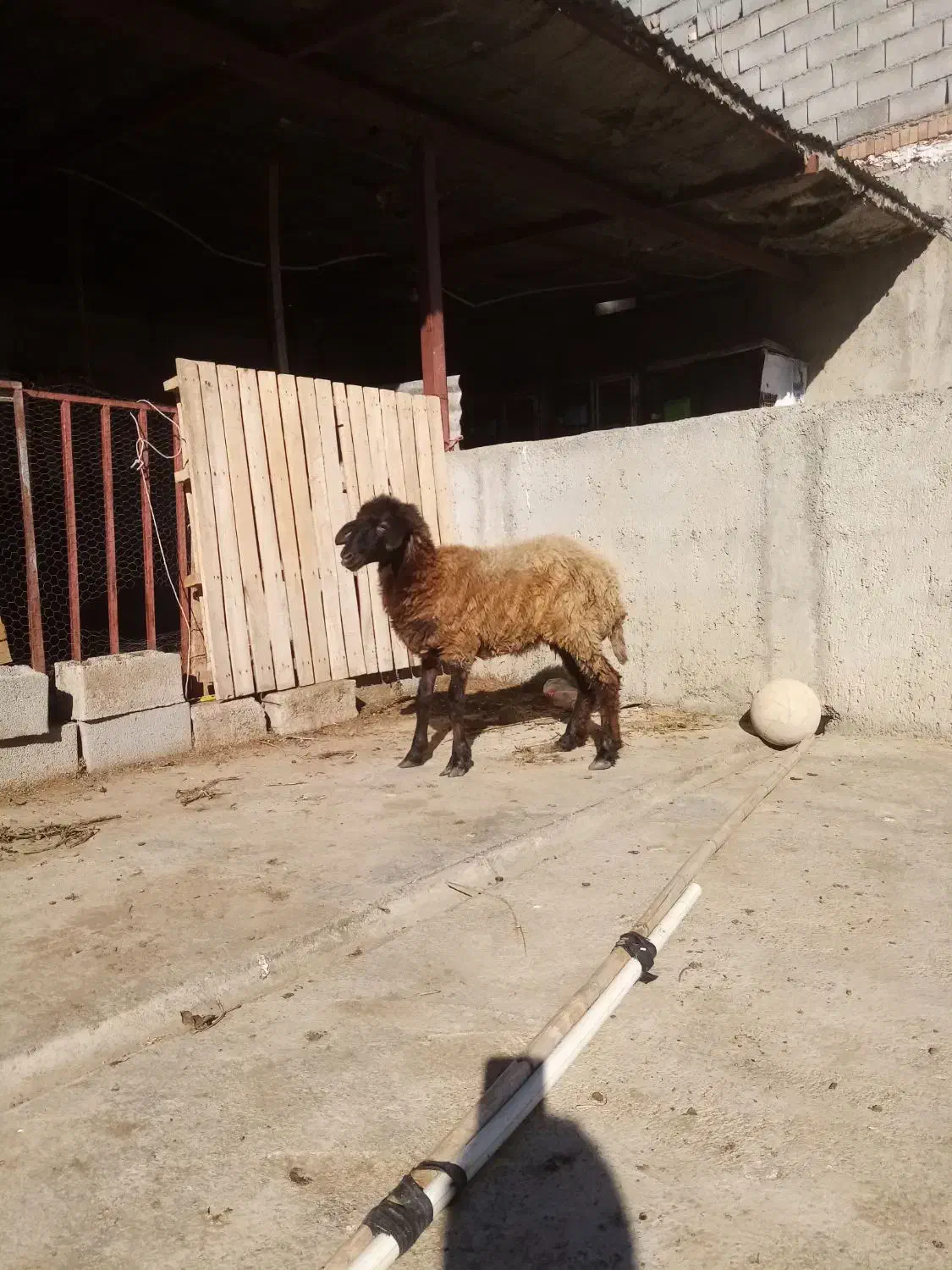 بره|حیوانات مزرعه|رامیان, |دیوار