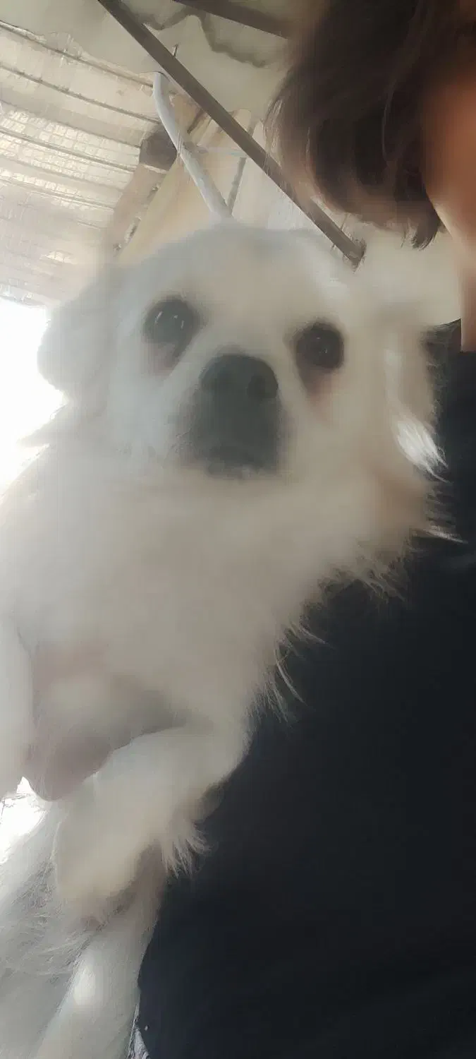 سگ گم شده پامر اشپیتز|حیوانات|هشتگرد, فاز ۱ مهستان|دیوار