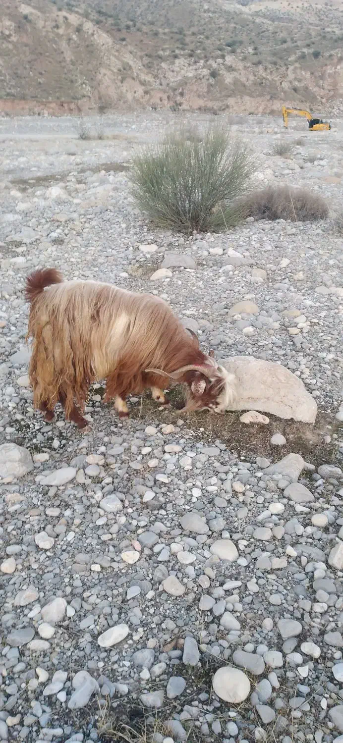 فروش ساورین جوان بز ابستن|حیوانات مزرعه|بدره, |دیوار