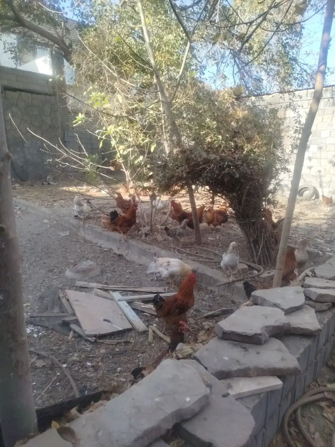 خروس|حیوانات مزرعه|مشهد, جاهد شهر|دیوار