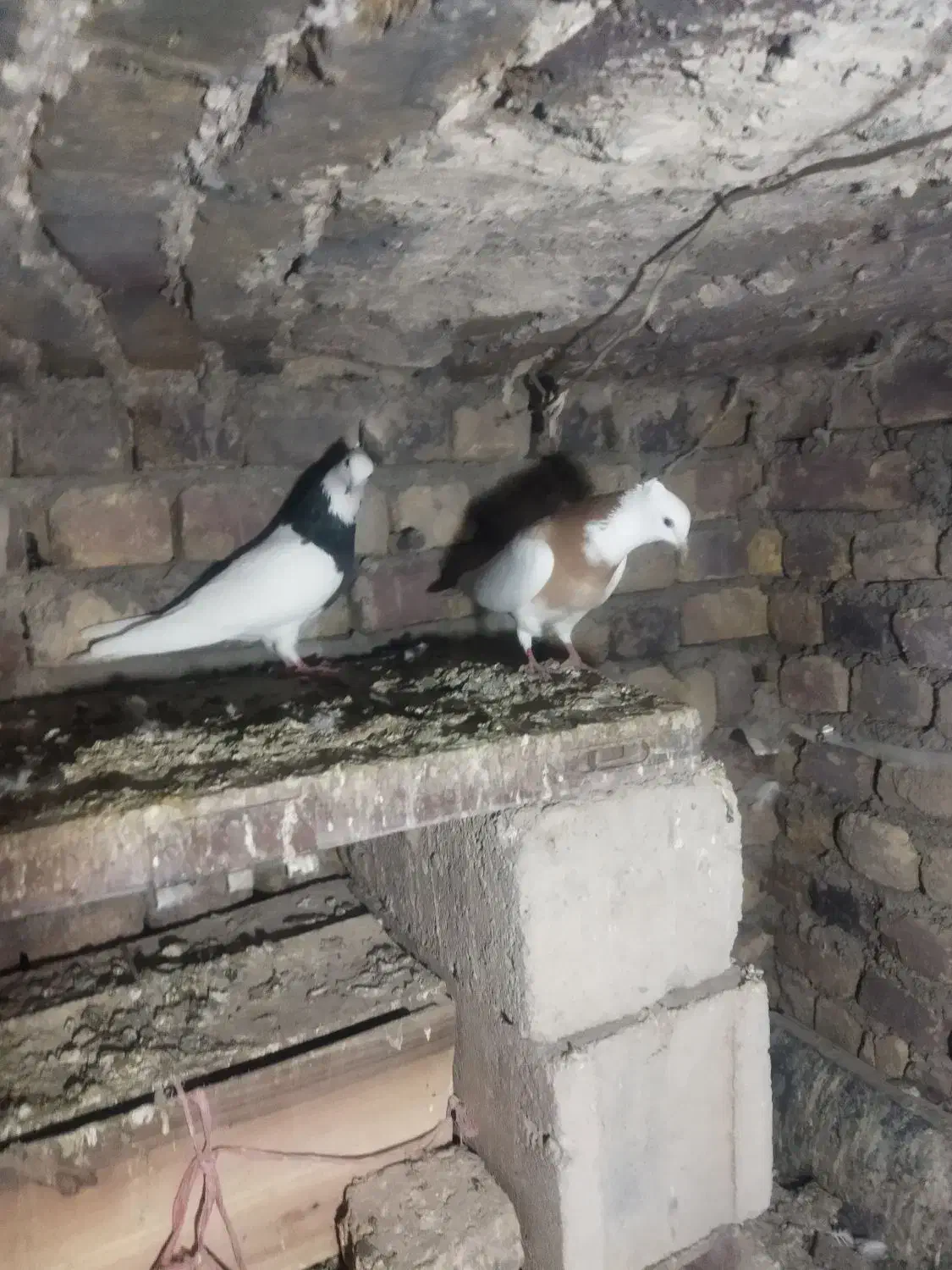 طوقی|پرنده|تویسرکان, |دیوار