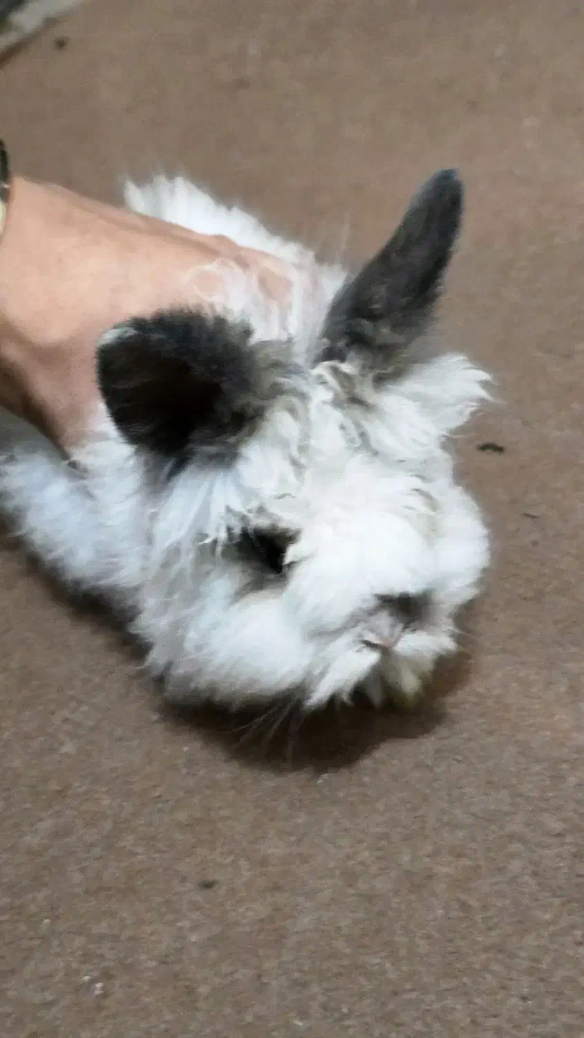 خرگوش خونگی|موش و خرگوش|شهرضا, |دیوار