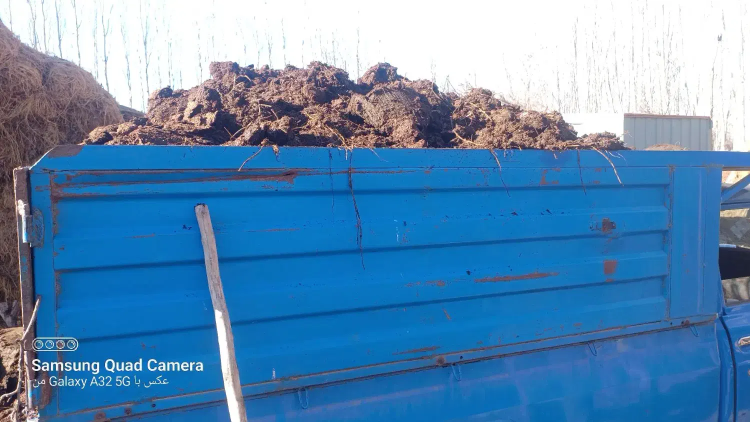 کودگاوی|خدمات باغبانی و درختکاری|فیرورق, |دیوار