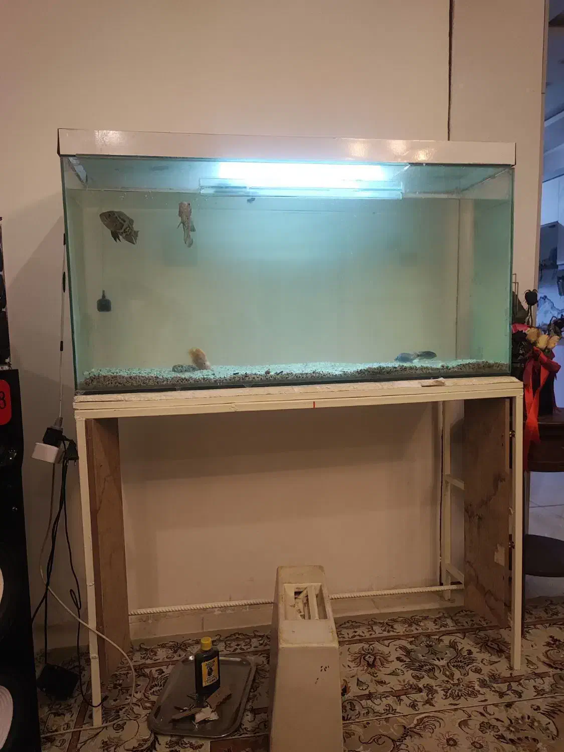 آکواریوم|ماهی|مشهد, نوید|دیوار