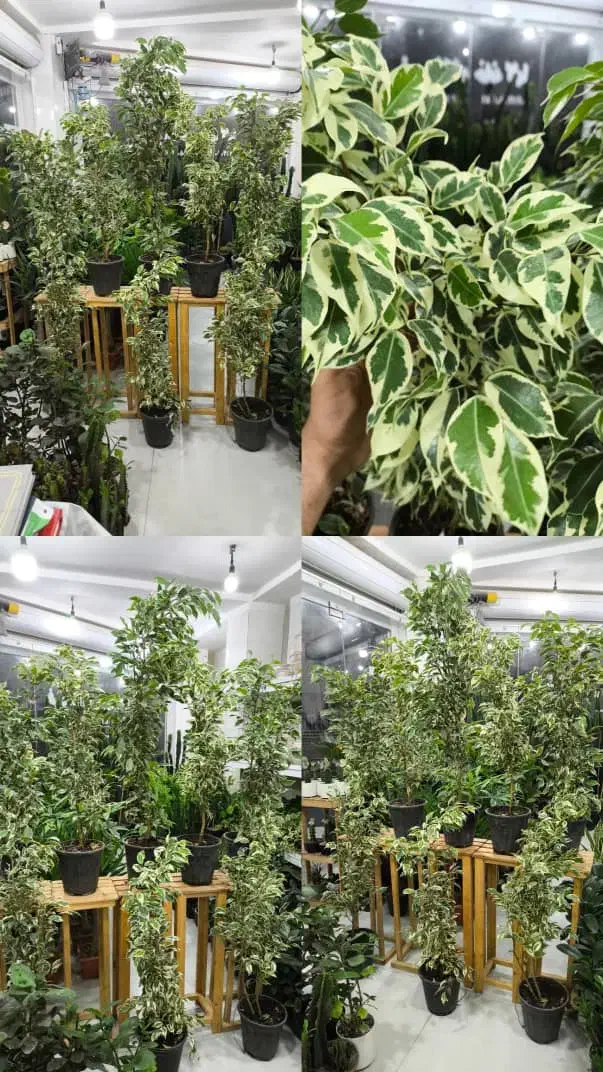 بنجامین ابلق پرشاخه و پربرگ|گل و گیاه طبیعی|بندرعباس, |دیوار