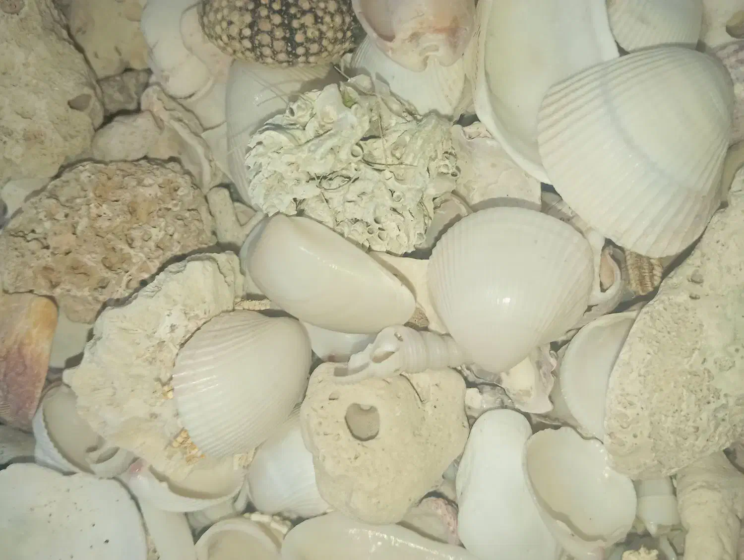 صدف دریایی|کلکسیون و سرگرمی|شیراز, شهرک مطهری|دیوار